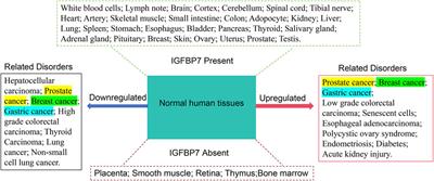 The multifaceted role of insulin-like growth factor binding protein 7